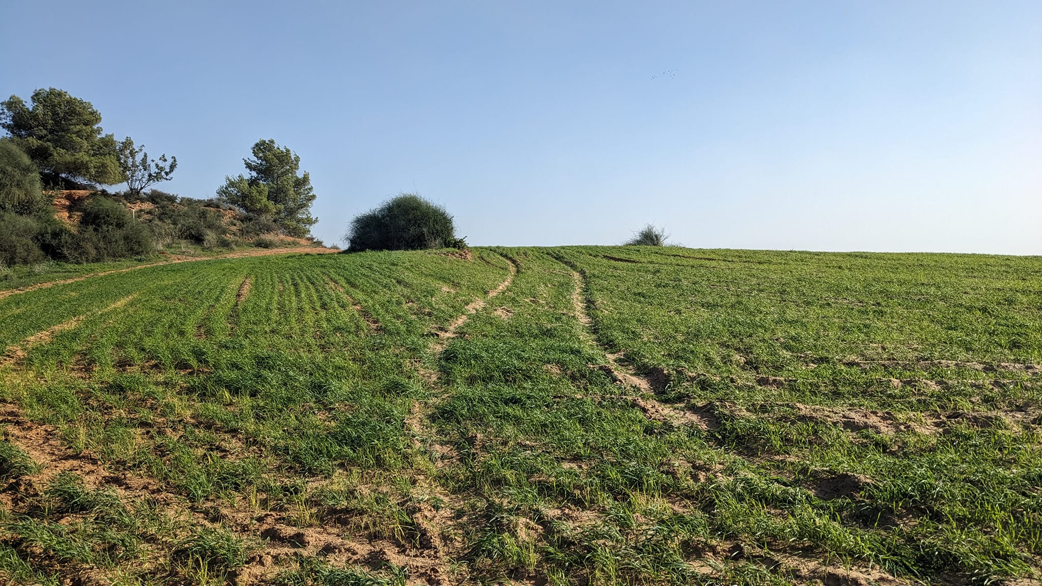 Read more about the article עצות לטיפול ביתי בשיעול